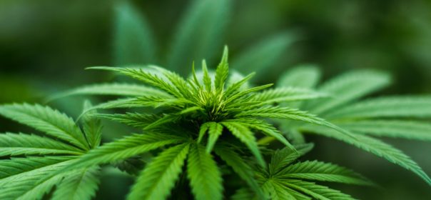 The Benefits of Medical Marijuana