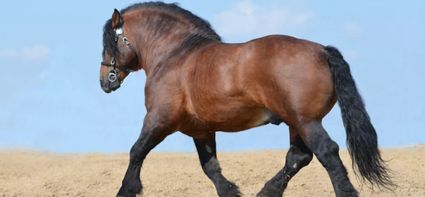 Five Health Issues Found in Draft Horses