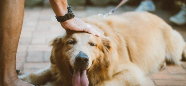 Tips to Make Your Dog Healthy